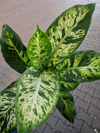 Dieffenbachia mix2