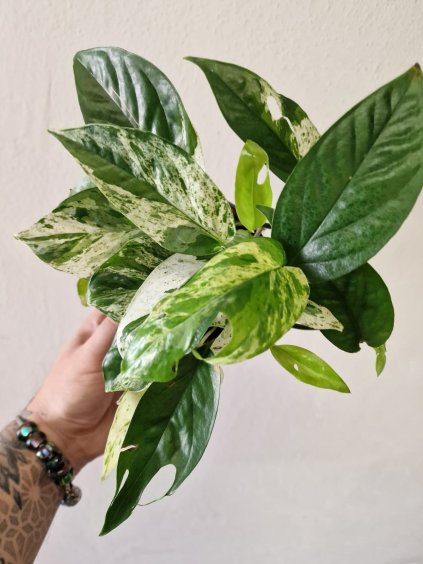 Epipremnum pinatum albo variegata2