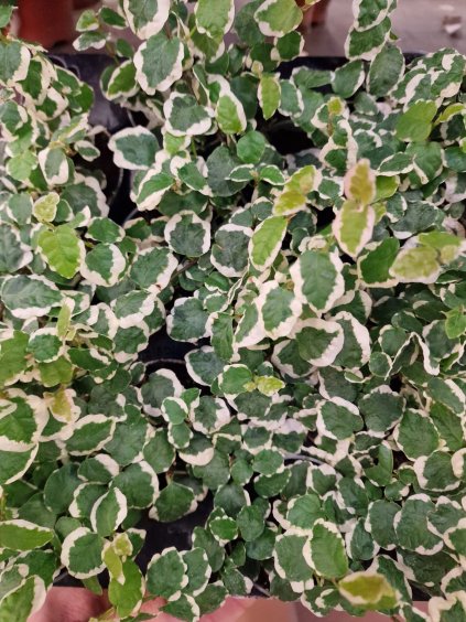 ficus pumila variegata