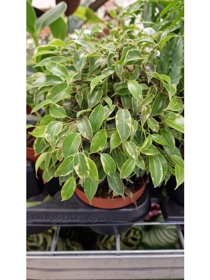 Ficus kinky