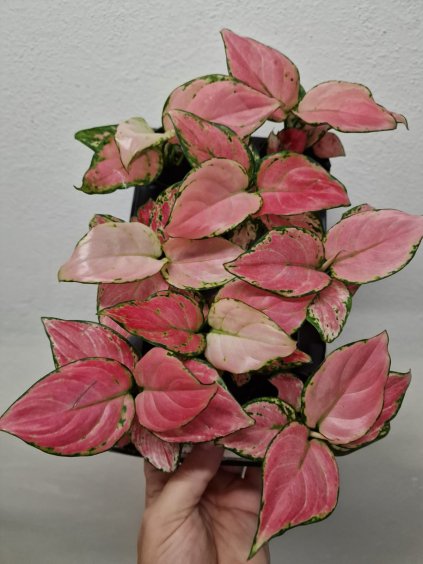 Aglaonema Red Zirkon