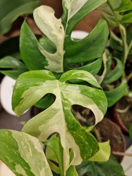 Rhapidophora tetrasperma variegata