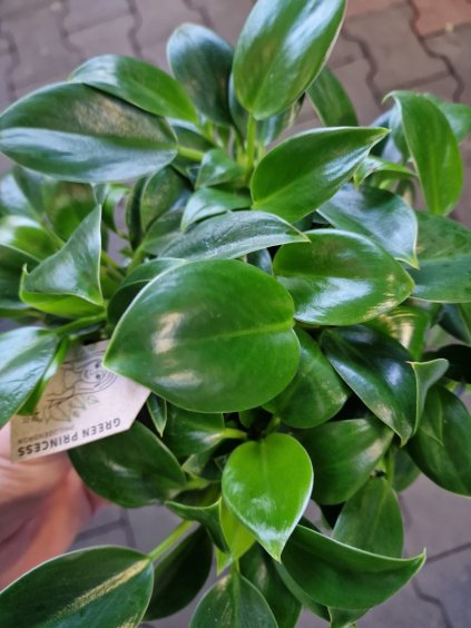Philodendron green princes 6cm