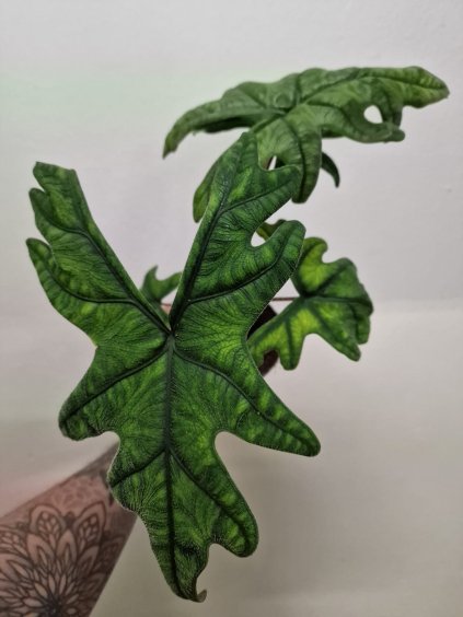 Alocasia Jacquelyn2