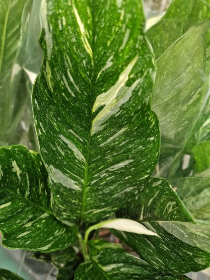 Spatiphyluum diamond variegata