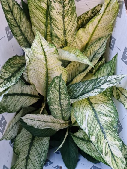 Spatiphyllum senzation XL