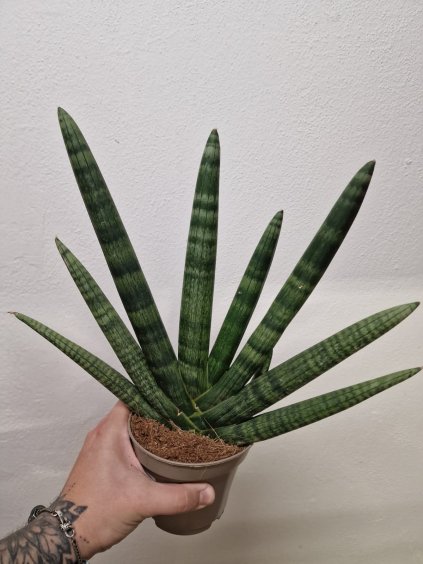 Sanseviera cylindrica