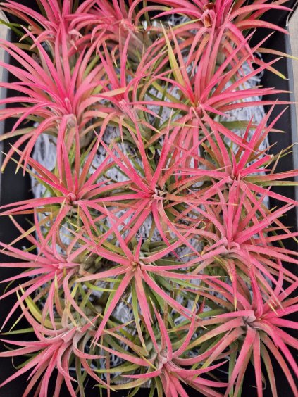 Tillandsia ionantha rubra