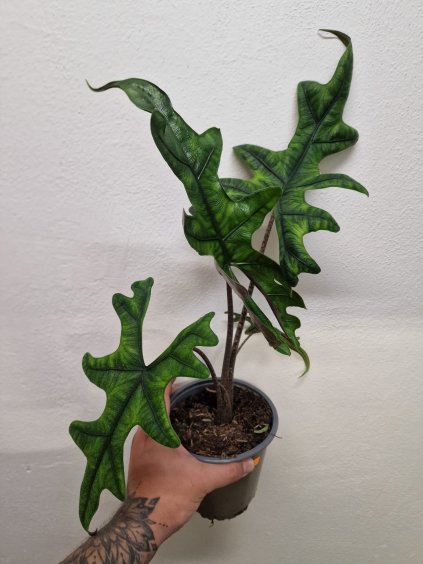 Alocasia sumathra