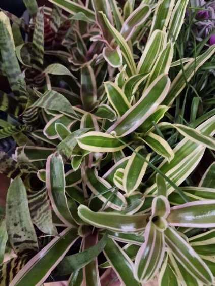 Bromelia mix 5,5 15