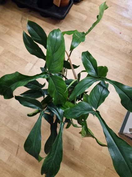Philodendron bipennefolium x pedatum 19 40