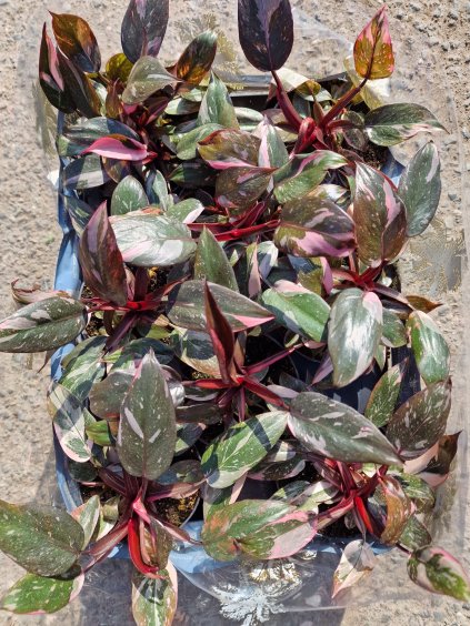 Philodendron pink princes