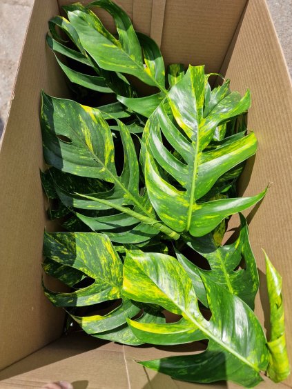 Epipremnum clintho Goldfinger
