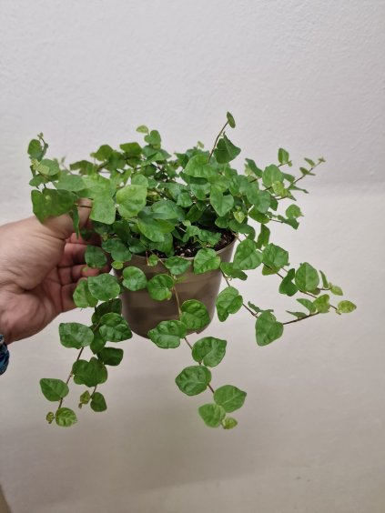 Ficus pumila3