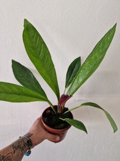 Anthurium ju