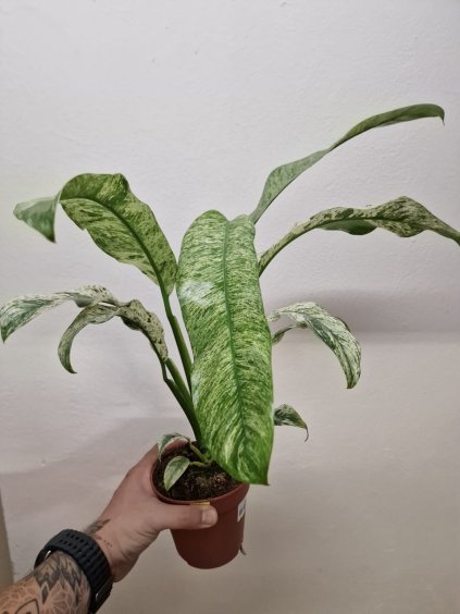 Rhaphi puberula 1