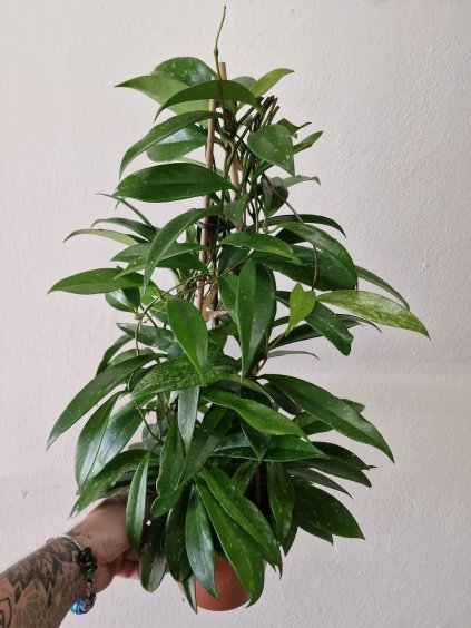 Hoya pubicalyx 2