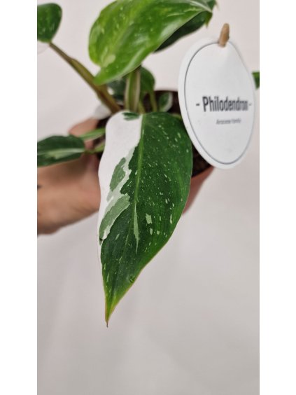 Philo white pr1