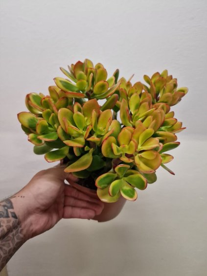 Crasula sunset