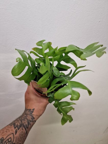 Epiphyllum chrysocardium3