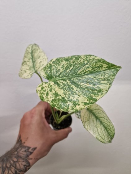 Monstera mint5