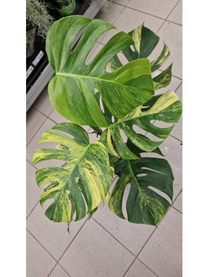 Monstera aureaxl