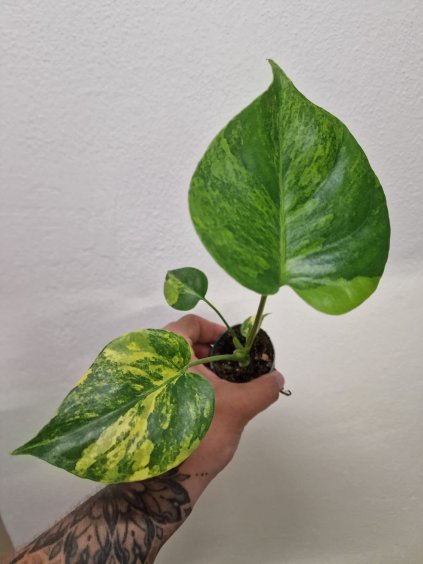 Monstera aurea3