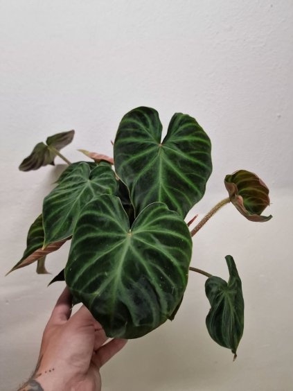Philodendron verucosum3