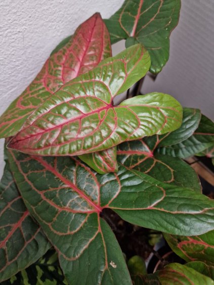 Alocasia black jack