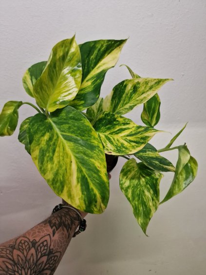 Epipremnum gold1a