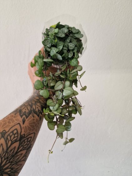 Ceropegia woodi1