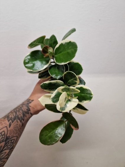 Hoya lissa alba1