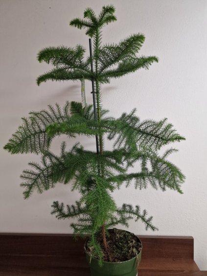 Araucaria xxl3