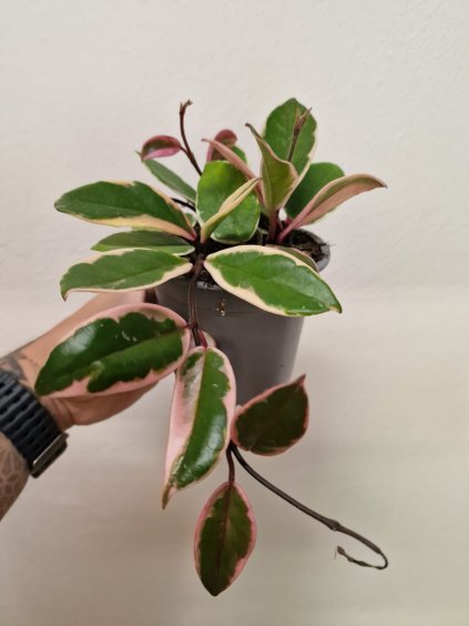 Hoya flaminco1