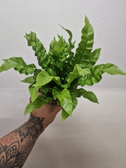 Asplenium nidus CW2