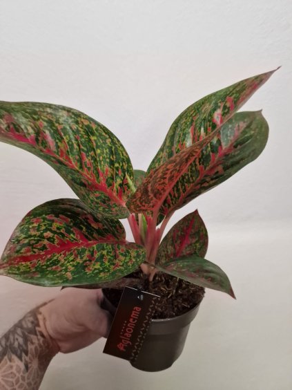 Aglaonema red Sprinkles3