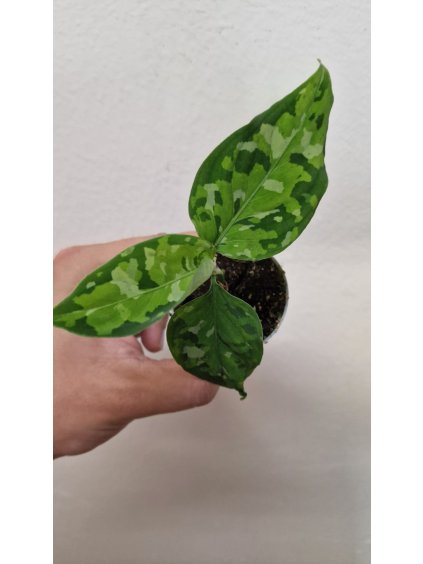 Aglaonema pict1
