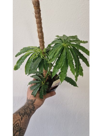 Anthurium polyschistum