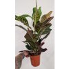 Codiaeum excelent