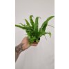 Asplenium mix4