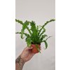 Asplenium mix2