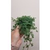 Selaginella2