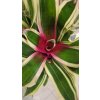 neoregelia sp2
