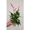Anthurium pink