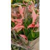 anthu lili pink