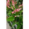 Anthurium pink2