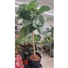 Ficus Audrey xxl