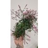 Jasmin1