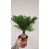 Zamia F1