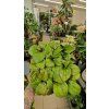 Hoya sarawac1